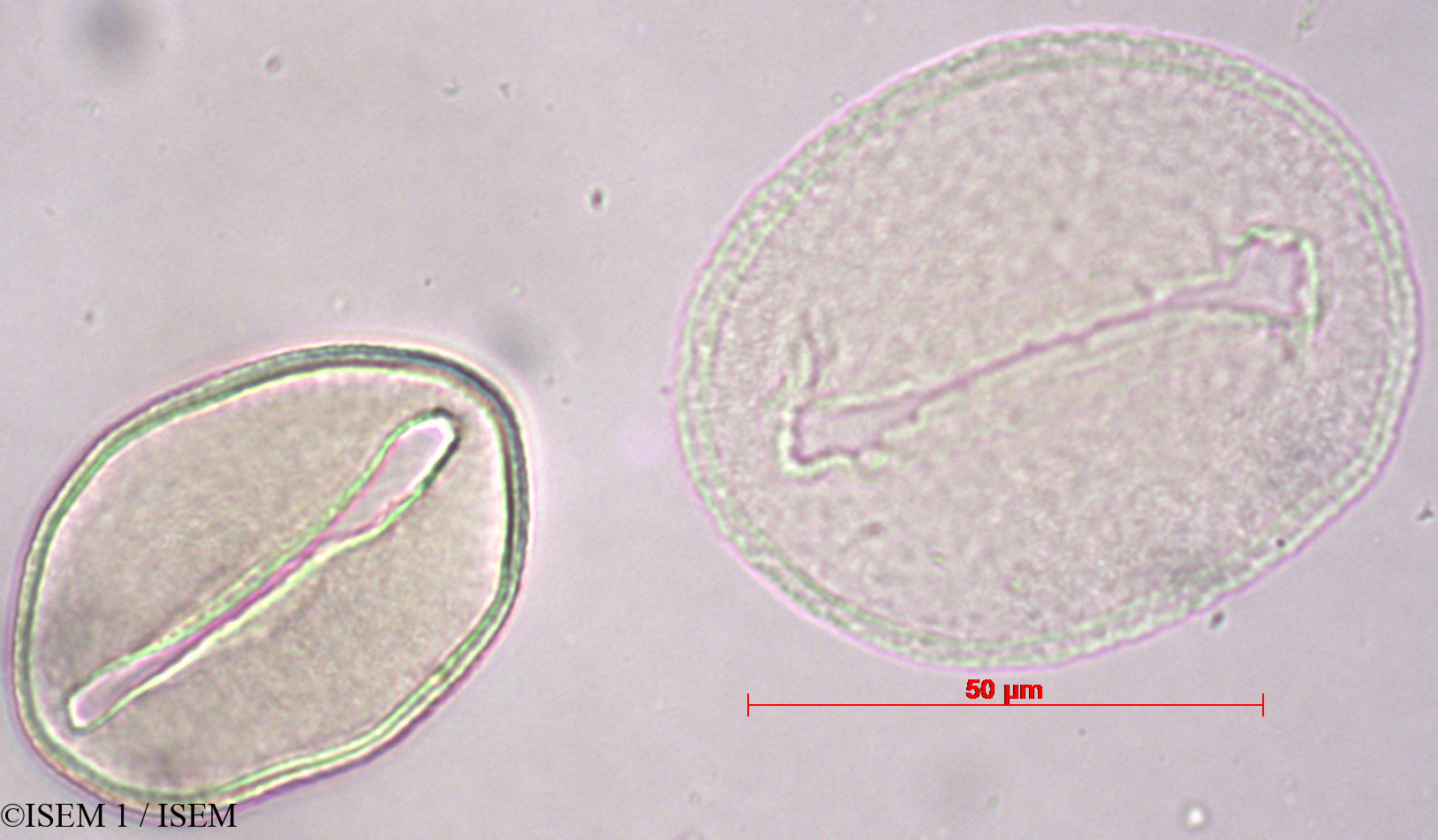ISEM 1/Oenocarpus_bataua_29447/Oenocarpus_bataua_29447_0002(copy).jpg